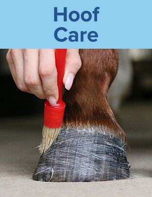Hoof Care